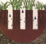 TorontoAeration