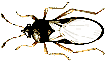 insectcontroltoronto